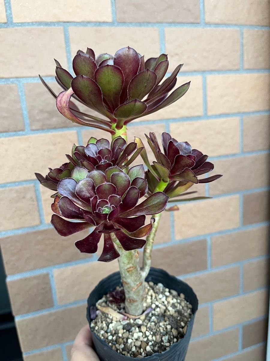 Amazon.co.jp: 多肉植物 黒法師 抜き苗 枝分かれして多頭です